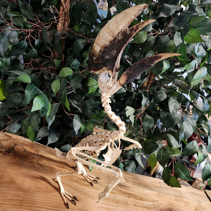 White-Thighed Hornbill Skeleton, Male B
