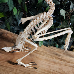 White-Thighed Hornbill Skeleton, Male B