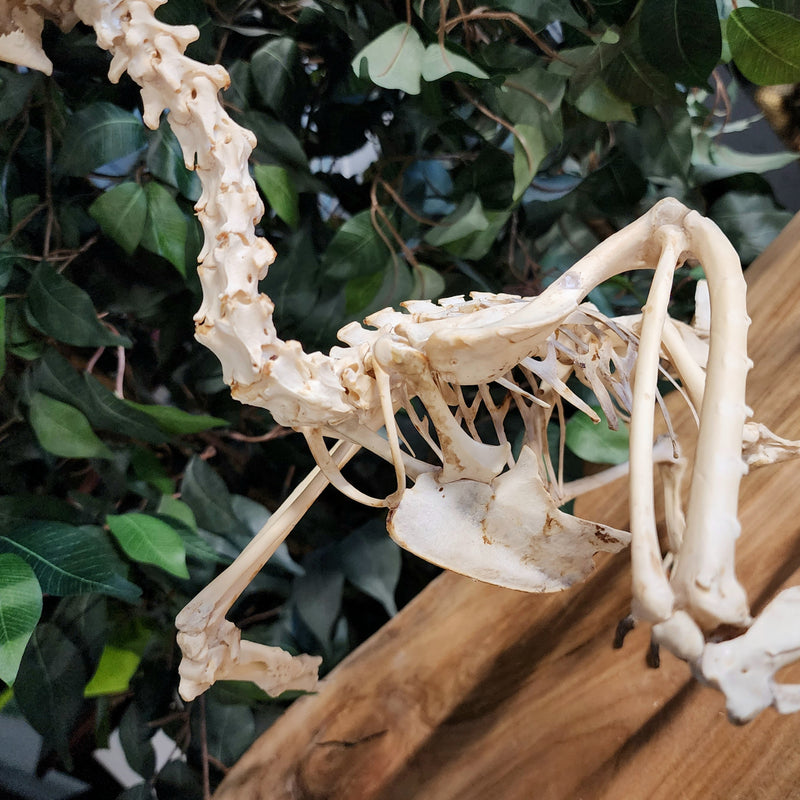 White-Thighed Hornbill Skeleton, Male B