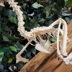 White-Thighed Hornbill Skeleton, Male B
