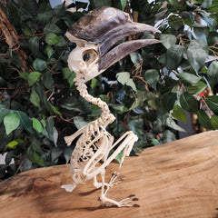 Black Casqued Hornbill Skeleton, Male A