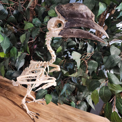 Black Casqued Hornbill Skeleton, Male A