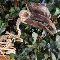 Black Casqued Hornbill Skeleton, Male A