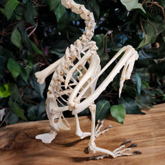Black Casqued Hornbill Skeleton, Male A
