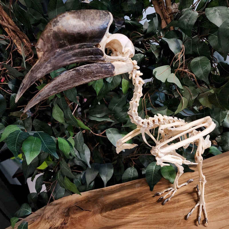 Black Casqued Hornbill Skeleton, Male A