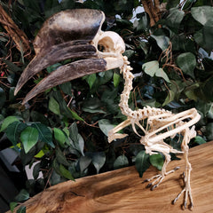 Black Casqued Hornbill Skeleton, Male A