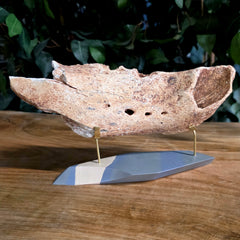 Cave Bear Jaw A (On Stand)