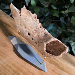 Cave Bear Jaw A (On Stand)