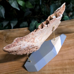 Cave Bear Jaw A (On Stand)