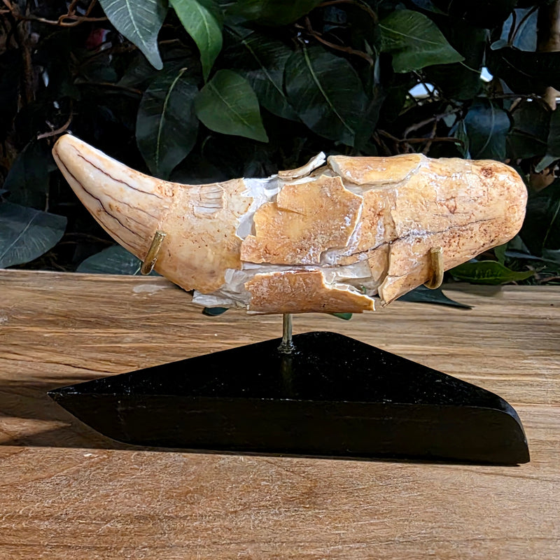 Cavebear Canine Tooth (On Stand) A