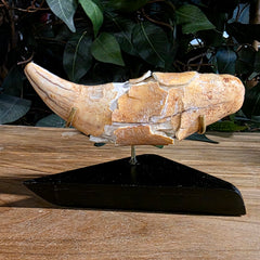 Cavebear Canine Tooth (On Stand) A