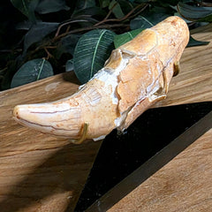 Cavebear Canine Tooth (On Stand) A