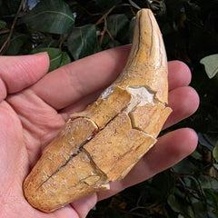 Cavebear Canine Tooth (On Stand) A