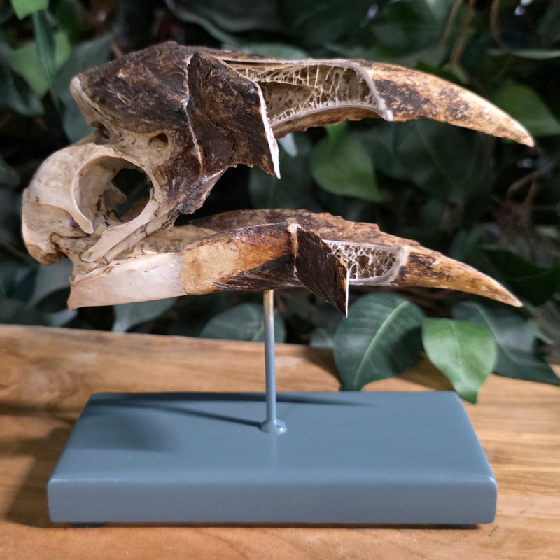 White-Thighed Hornbill Skull, Female (Beak Anatomy)