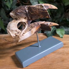 White-Thighed Hornbill Skull, Female (Beak Anatomy)