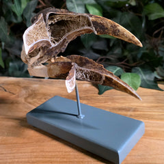 White-Thighed Hornbill Skull, Female (Beak Anatomy)