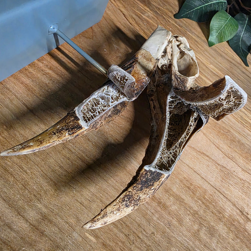 White-Thighed Hornbill Skull, Female (Beak Anatomy)