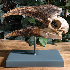 White-Thighed Hornbill Skull, Female (Beak Anatomy)