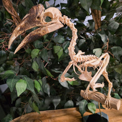 White-Thighed Hornbill Skeleton, Female A