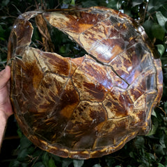Sea Turtle Shell, Vintage (Ex-Museum)