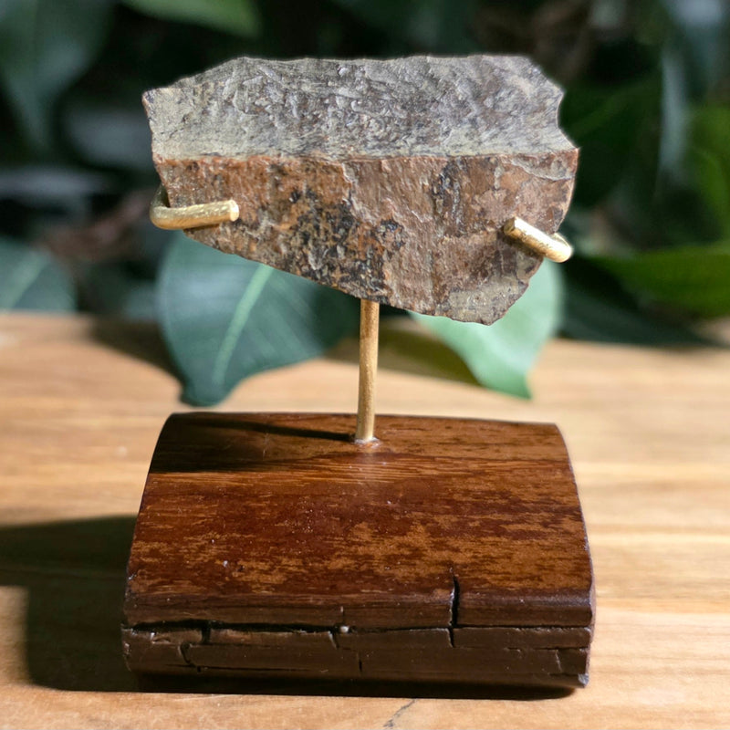 Tyrannosaurus Rex Bone Fragment E