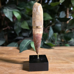 Spinosaurus Dinosaur Tooth XL, N (4