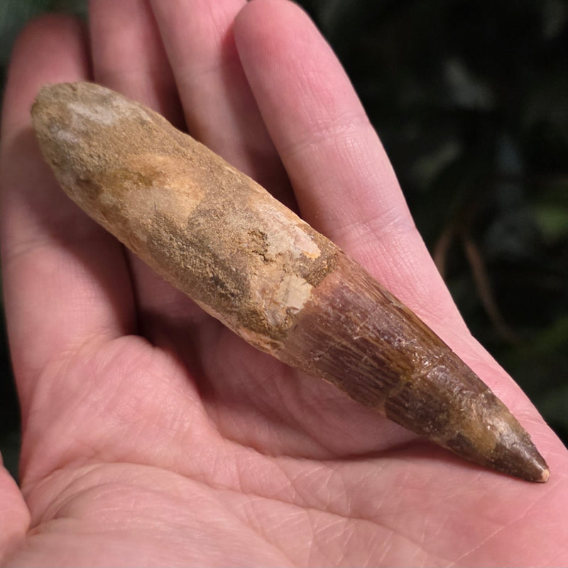 Spinosaurus Dinosaur Tooth XL, N (4")