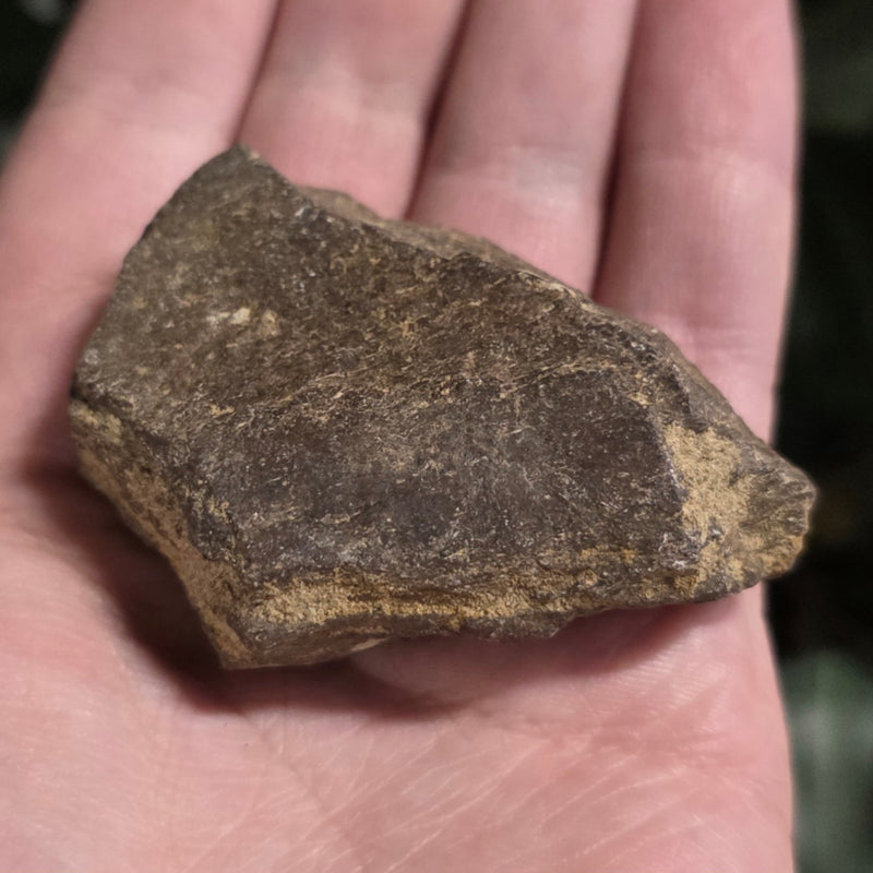 Triceratops Frill Segment D