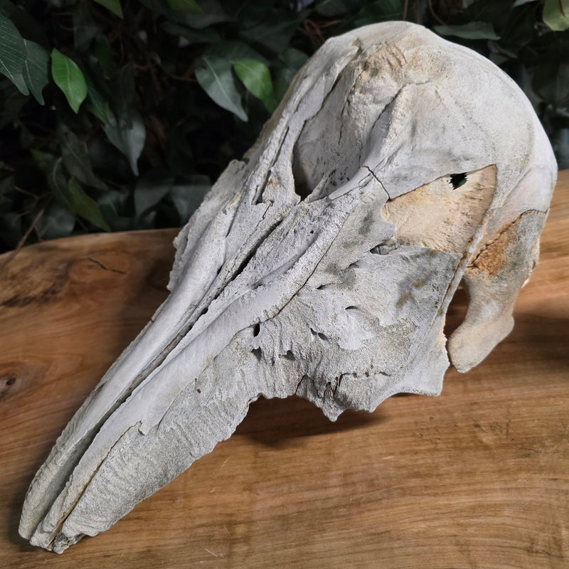 Beluga Whale Skull, B (Canada Only)