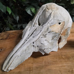 Beluga Whale Skull, B (Canada Only)