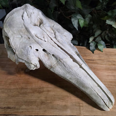Beluga Whale Skull, C (Canada Only)