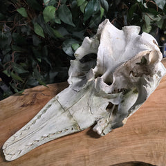 Beluga Whale Skull, C (Canada Only)