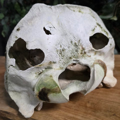 Beluga Whale Skull, C (Canada Only)
