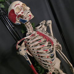 Articulated Human Skeleton, Anatomical Labeling (Ex-Museum)