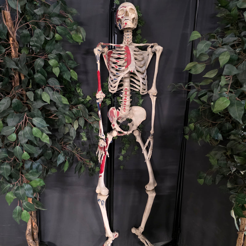 Articulated Human Skeleton, Anatomical Labeling (Ex-Museum)