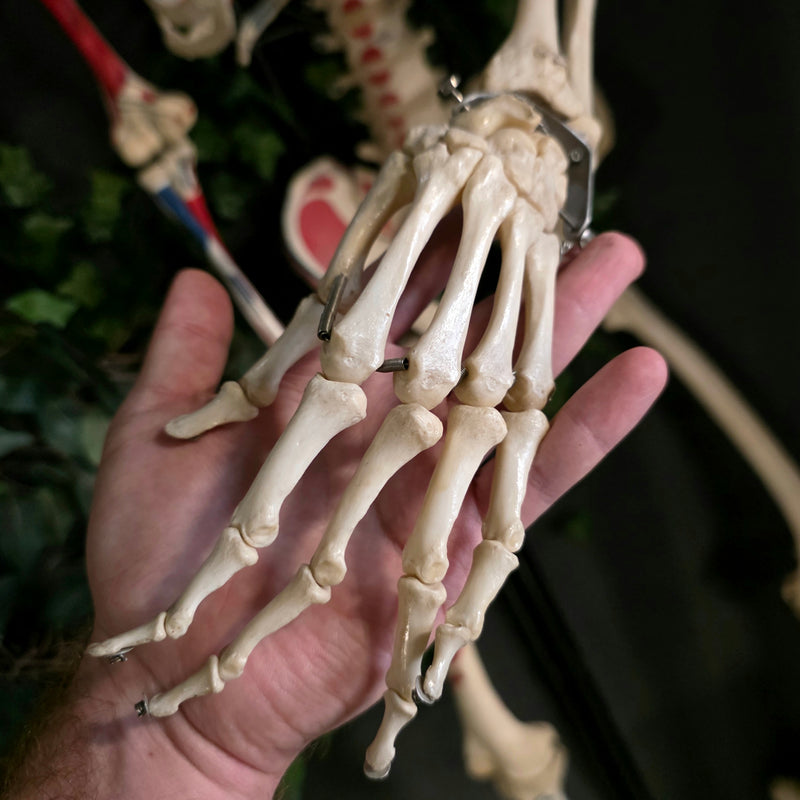 Articulated Human Skeleton, Anatomical Labeling (Ex-Museum)