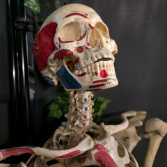 Articulated Human Skeleton, Anatomical Labeling (Ex-Museum)