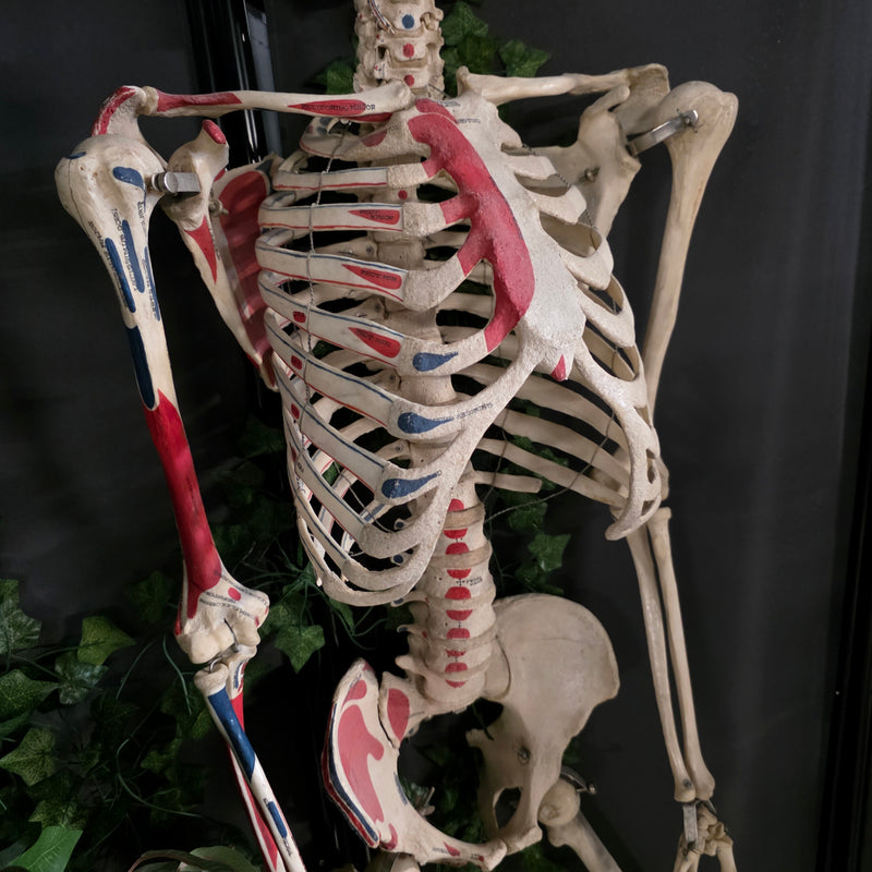 Articulated Human Skeleton, Anatomical Labeling (Ex-Museum)
