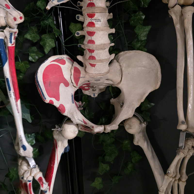 Articulated Human Skeleton, Anatomical Labeling (Ex-Museum)