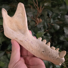 Grey Seal Jaw (Ex-Museum)