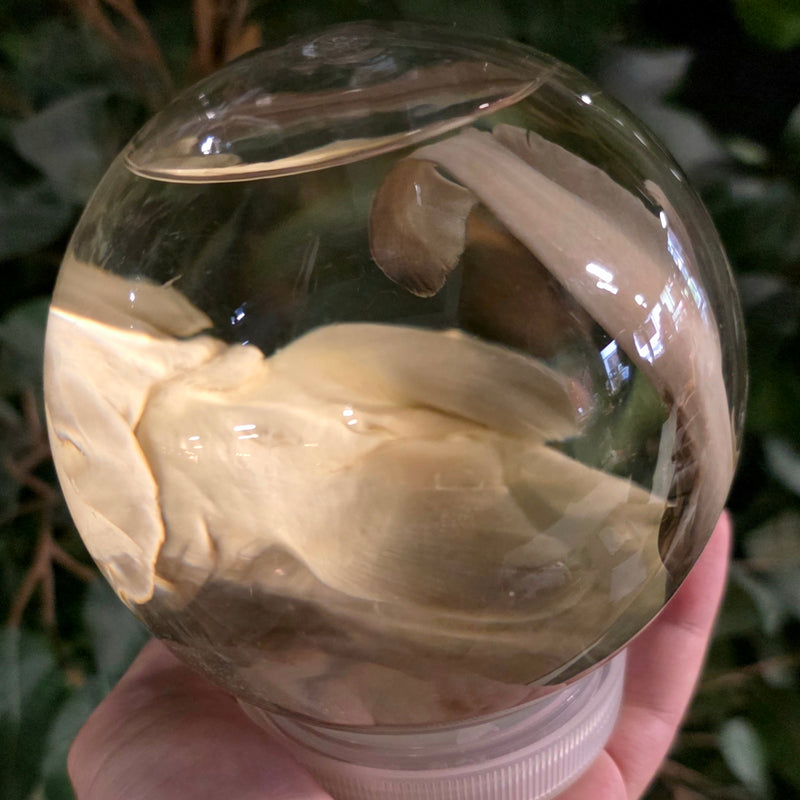 Bonnethead Hammerhead Shark Wet Specimen