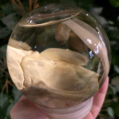 Bonnethead Hammerhead Shark Wet Specimen