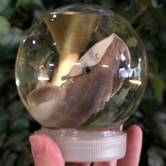 Bonnethead Hammerhead Shark Wet Specimen