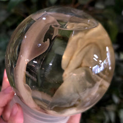 Bonnethead Hammerhead Shark Wet Specimen