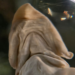 Bonnethead Hammerhead Shark Wet Specimen