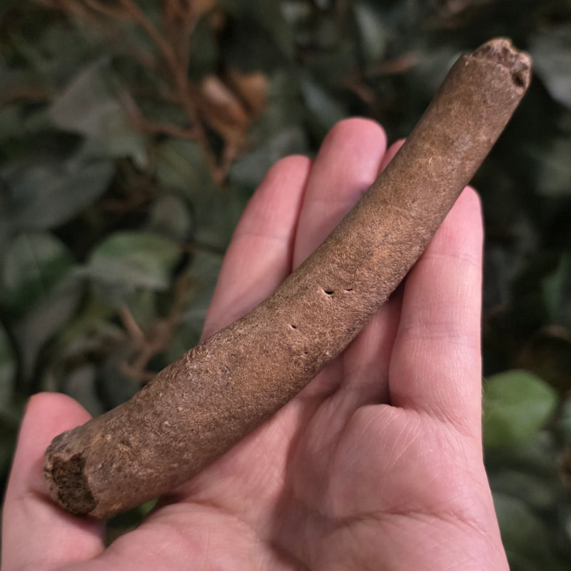 Fossil Seal Penis Bones (Baculum), Ex-Museum