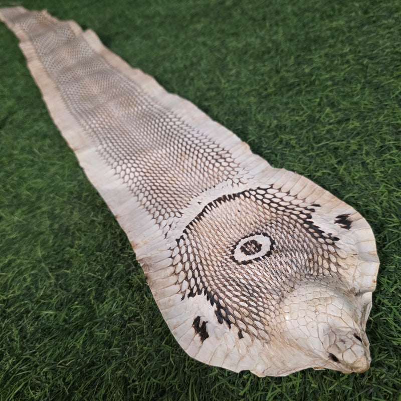 Cobra Skin (Ex-Museum)