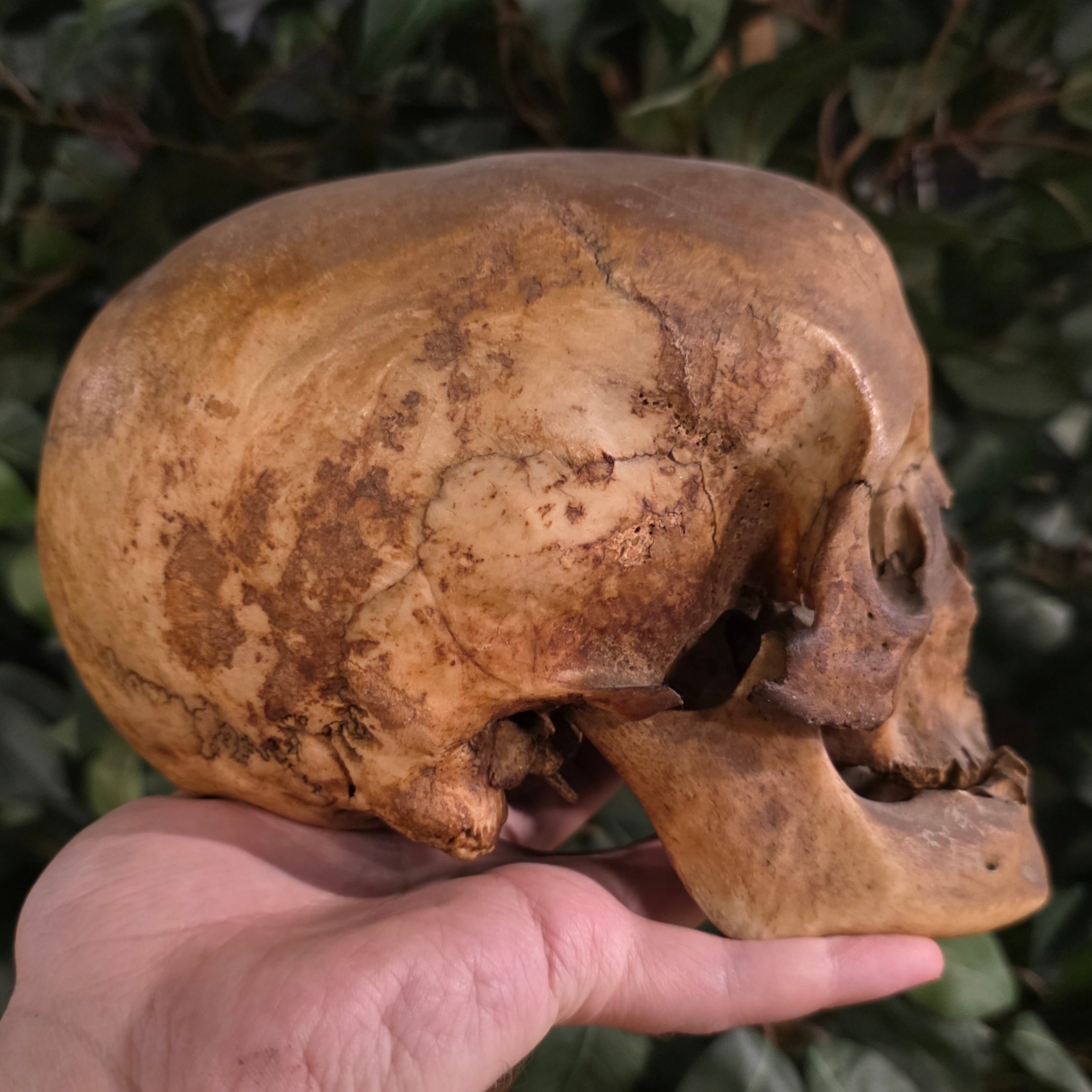 Toulouse Elongated Skull Medieval Ex Museum SkullStore Inc toulouse-elongated-skull-medieval-ex-museum-skullstore-inc