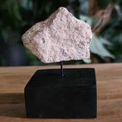 Triceratops Frill Segment G