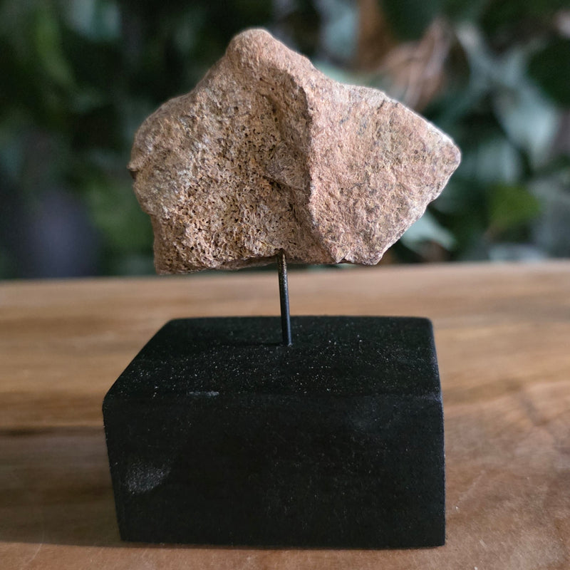 Triceratops Frill Segment G